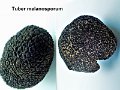 Tuber melanosporum-amf1903